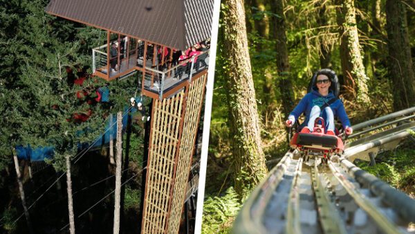 Shop the Exclusive Forest Coaster and Plummet 2 Experience for One at Zip World - Image 2