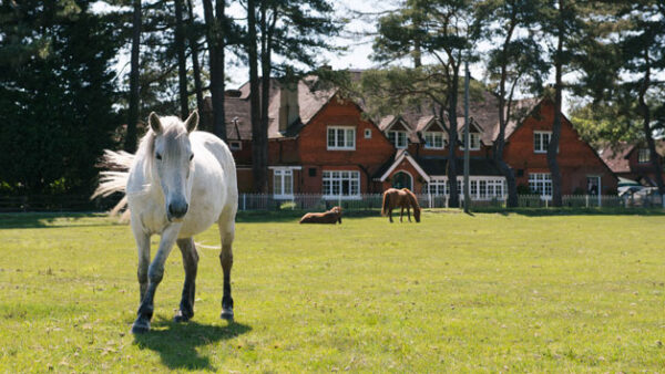 Shop the Exclusive Two-Night Getaway at Our Premier New Forest Hotel - Image 4