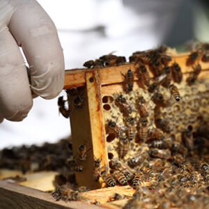 Shop the Exclusive Urban Beekeeping and Hiver Honey Beer Tasting Experience for Couples