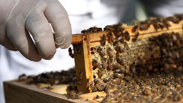 Shop the Exclusive Urban Beekeeping and Hiver Honey Beer Tasting Experience for Couples - Image 2