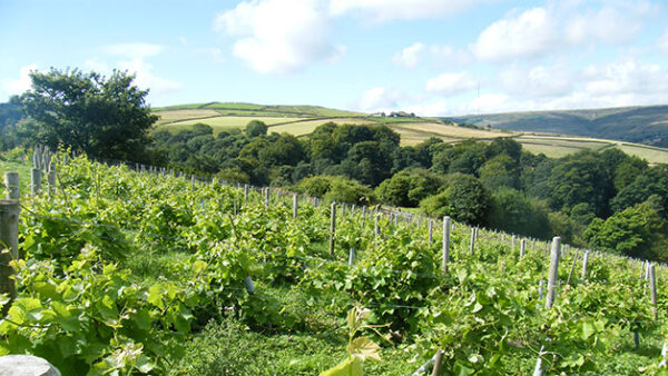 Shop the Yorkshire Vineyard Getaway for Two at Holmfirth Vineyard - Image 6