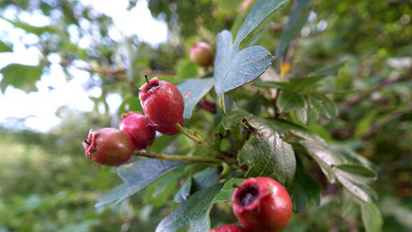 Shop the Exquisite Foraging and Cooking Experience for Couples by Totally Wild UK - Image 5