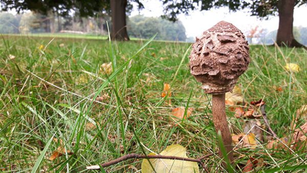 Shop the Exquisite Foraging and Cooking Experience for Couples by Totally Wild UK - Image 6