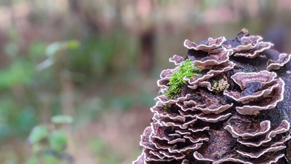 Shop the Exquisite Foraging and Cooking Experience for Couples by Totally Wild UK - Image 7