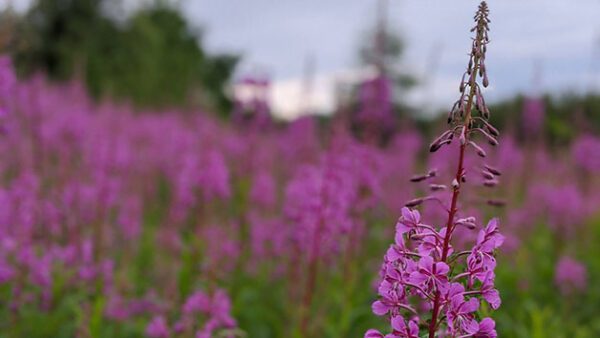 Shop the Exquisite Foraging and Cooking Experience for Couples by Totally Wild UK