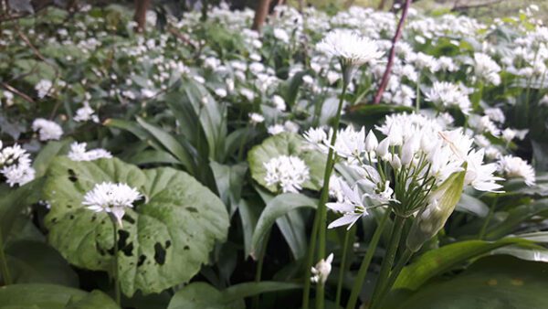 Shop the Exquisite Foraging and Cooking Experience for Couples by Totally Wild UK - Image 3