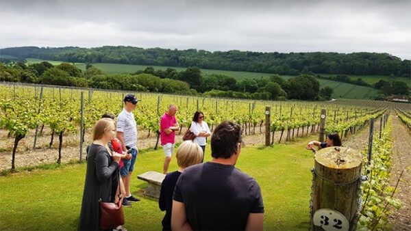 Shop the Exclusive Hambledon Vineyard Tour and Tasting Experience for Two - Image 2