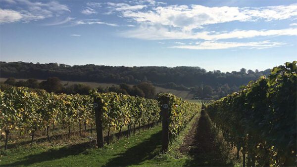 Shop the Exclusive Hambledon Vineyard Tour and Tasting Experience for Two - Image 4