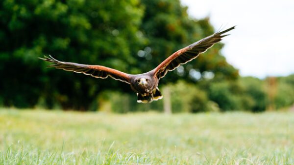 Shop the Exclusive Birds of Prey Handling Experience for Two at Hobbledown Epsom