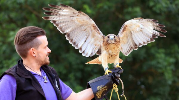 Shop the Exclusive Hobbledown Heath Hounslow Birds of Prey Flying Display Experience for Two - One Hour Session - Image 2