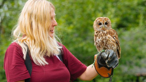 Shop the Exclusive Hobbledown Heath Hounslow Birds of Prey Flying Display Experience for Two - One Hour Session - Image 5