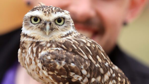 Shop the Exclusive Birds of Prey Handling Experience for Two at Hobbledown Epsom - Image 4