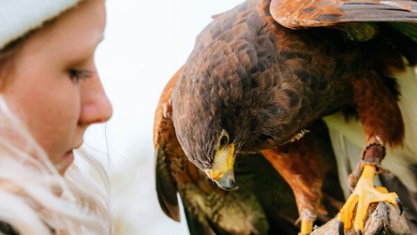 Shop the Exclusive Hobbledown Heath Hounslow Birds of Prey Flying Display Experience for Two - One Hour Session - Image 3
