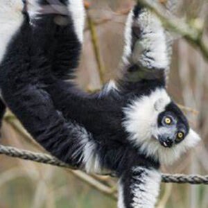 Shop the Exclusive Lemur Encounter Experience for Two at Hobbledown Epsom