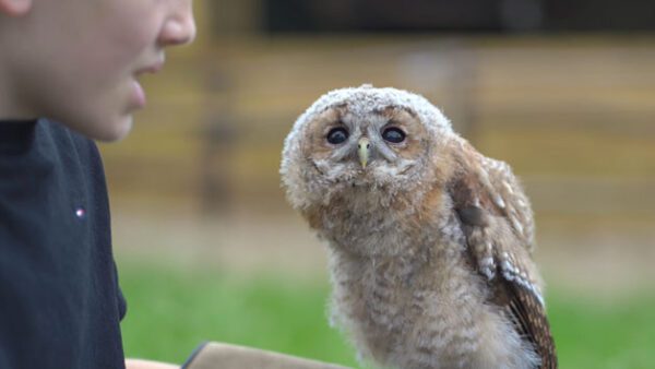 Shop the Exclusive Birds of Prey Handling Experience for Two at Hobbledown Epsom - Image 3