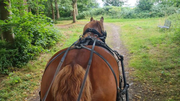 Shop Our Exclusive Horse-Drawn Carriage Experience for Two, Accompanied by a Delightful Cream Tea - Image 2