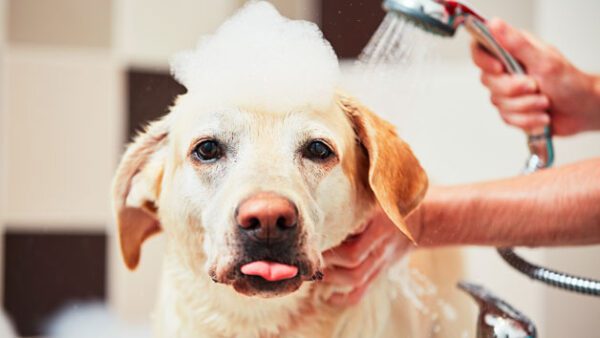 Shop for the Online Dog Grooming Diploma Course for Individuals