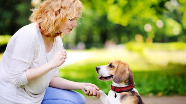 Shop the Exclusive Online Diploma Course in Pet Sitting and Dog Walking for Individuals