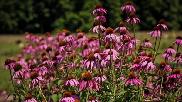 Shop Our Expert-Led Virtual Classroom Course on Professional Planting Design - Image 2