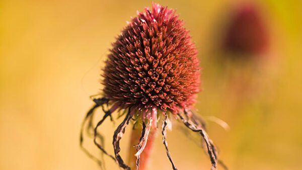 Shop Our Expert-Led Virtual Classroom Course on Professional Planting Design