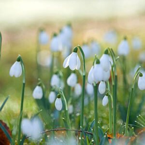 Shop the Virtual Classroom Experience: Online Flower and Plant Photography Course for Individuals