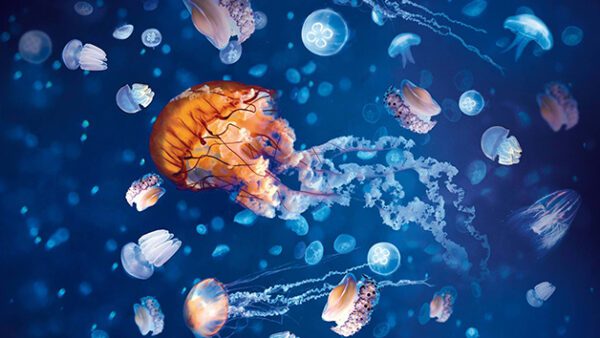 Shop the Exclusive Sea Life London Aquarium Visit and Thames Rockets High-Speed Boat Adventure for Two - Image 3