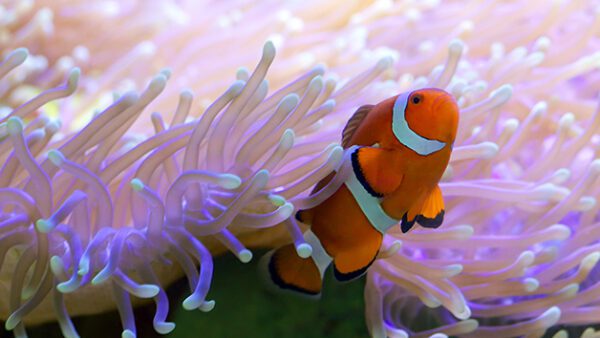 Shop the Exclusive Sea Life London Aquarium Visit and Thames Rockets High-Speed Boat Adventure for Two - Image 7