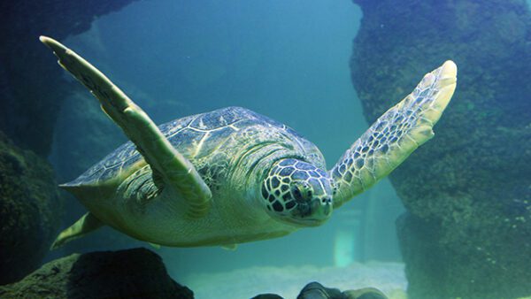 Shop the Exclusive Sea Life London Aquarium Visit and Thames Rockets High-Speed Boat Adventure for Two - Image 5