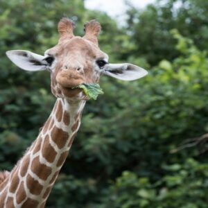 Shop Admission for a Single Child to Whipsnade Zoo