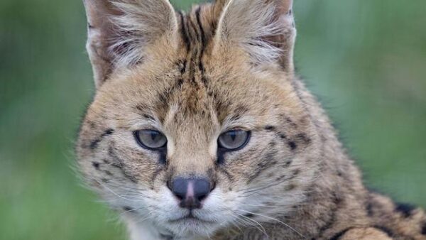 Shop the Exclusive Wildcat Encounter for Two at Ark Wildlife Park - Image 2
