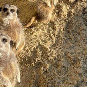 Shop the Hobbledown Heath Hounslow Meerkat Encounter Experience for Two