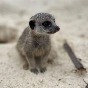 Shop the Hobbledown Heath Hounslow Meerkat Encounter Experience for Two