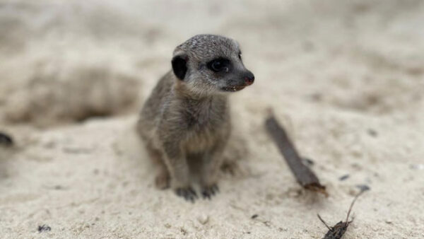 Shop the Exclusive Meerkat Feeding Experience for Two at Hobbledown Epsom - Image 4