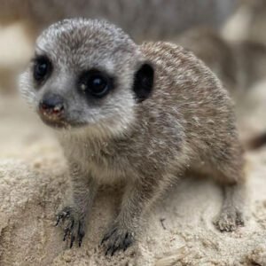 Shop the Exclusive Meerkat Feeding Experience for Two at Hobbledown Epsom