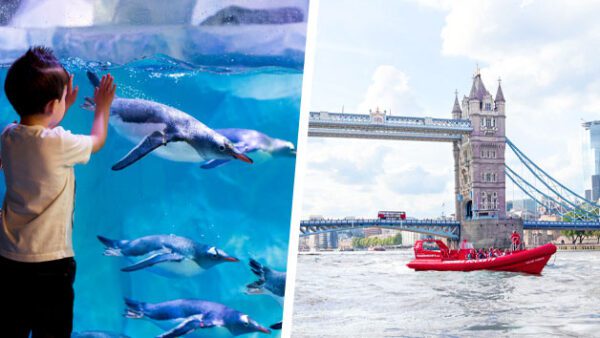 Shop the Exclusive Sea Life London Aquarium Visit and Thames Rockets High-Speed Boat Adventure for Two - Image 2