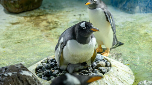 Shop Entry Passes for Two Adults to SEA LIFE Birmingham