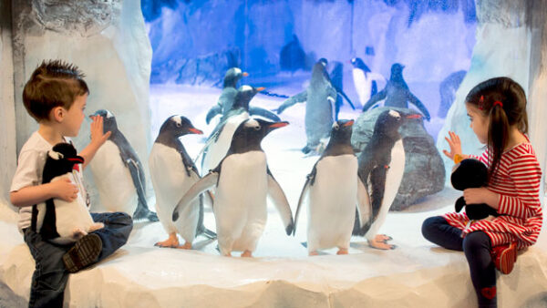 Shop Admission for Two Adults and Two Children to SEA LIFE Birmingham Experience