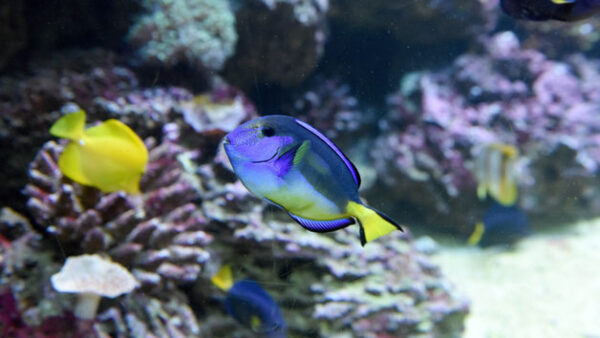 Shop Entry Passes for Two Adults to SEA LIFE Birmingham - Image 4