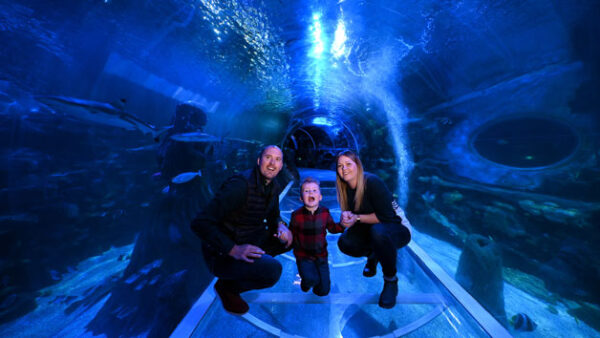 Shop Entry Passes for Two Adults to SEA LIFE Birmingham - Image 3