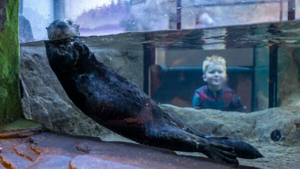 Shop Entry Passes for Two Adults to SEA LIFE Birmingham - Image 5