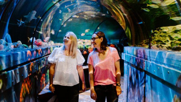 Shop: Admission for Two Adults to SEA LIFE Brighton Aquarium Experience - Image 2