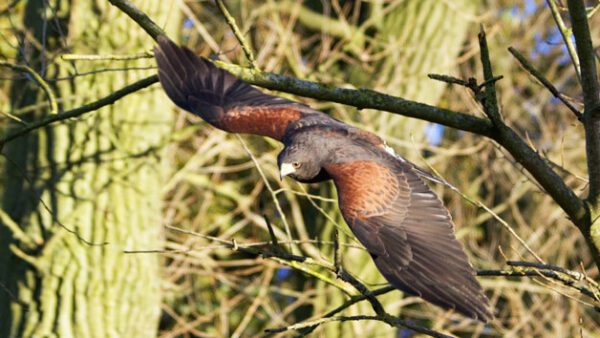 Shop the Exclusive 2-for-1 Hawk Walk Experience for Two at Hawksflight Falconry - Image 3