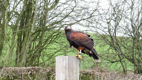 Shop the Exclusive 2-for-1 Hawk Walk Experience for Two at Hawksflight Falconry - Image 6
