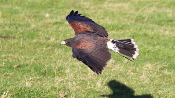 Shop the Exclusive 2-for-1 Hawk Walk Experience for Two at Hawksflight Falconry