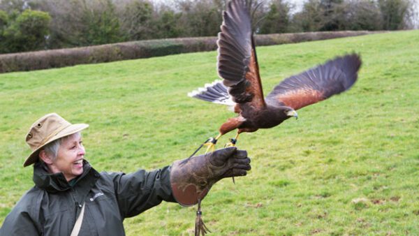 Shop the Exclusive 2-for-1 Hawk Walk Experience for Two at Hawksflight Falconry - Image 2