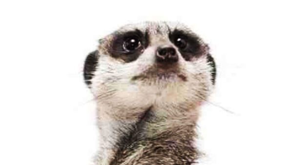 Shop the Exclusive 2-for-1 Meerkat Encounter Experience at The Animal Experience