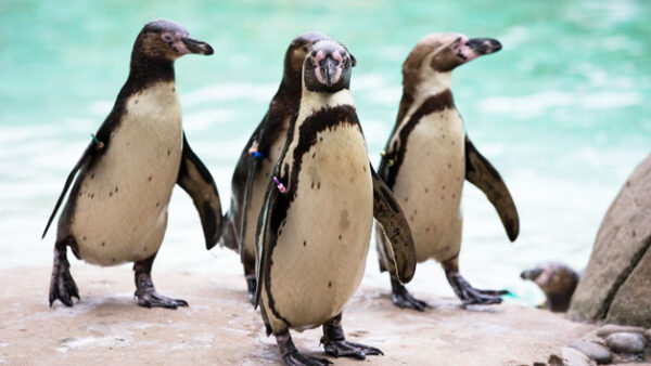 Shop Tickets for Family Entry: Two Adults and Two Children to London Zoo - Image 2