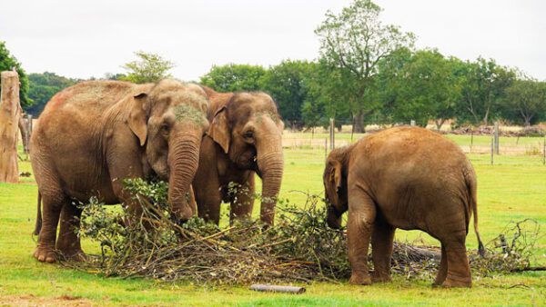 Shop: Admission for One Adult and One Child to Whipsnade Zoo - Image 7