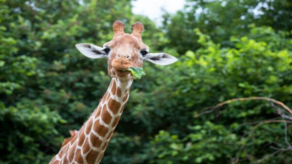 Shop: Admission for One Adult and One Child to Whipsnade Zoo
