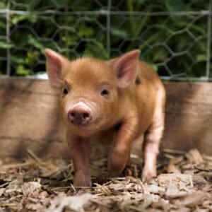 Shop the Exclusive Kew Little Pigs Experience: Piggy Pet and Play Session for One